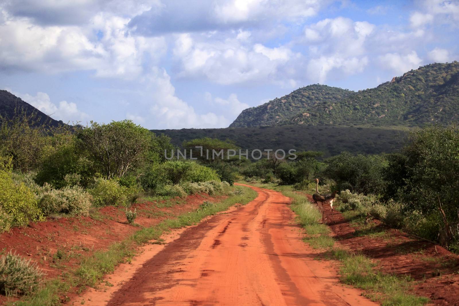 Ostrich in Tsavo East National Park. Kenia by friday