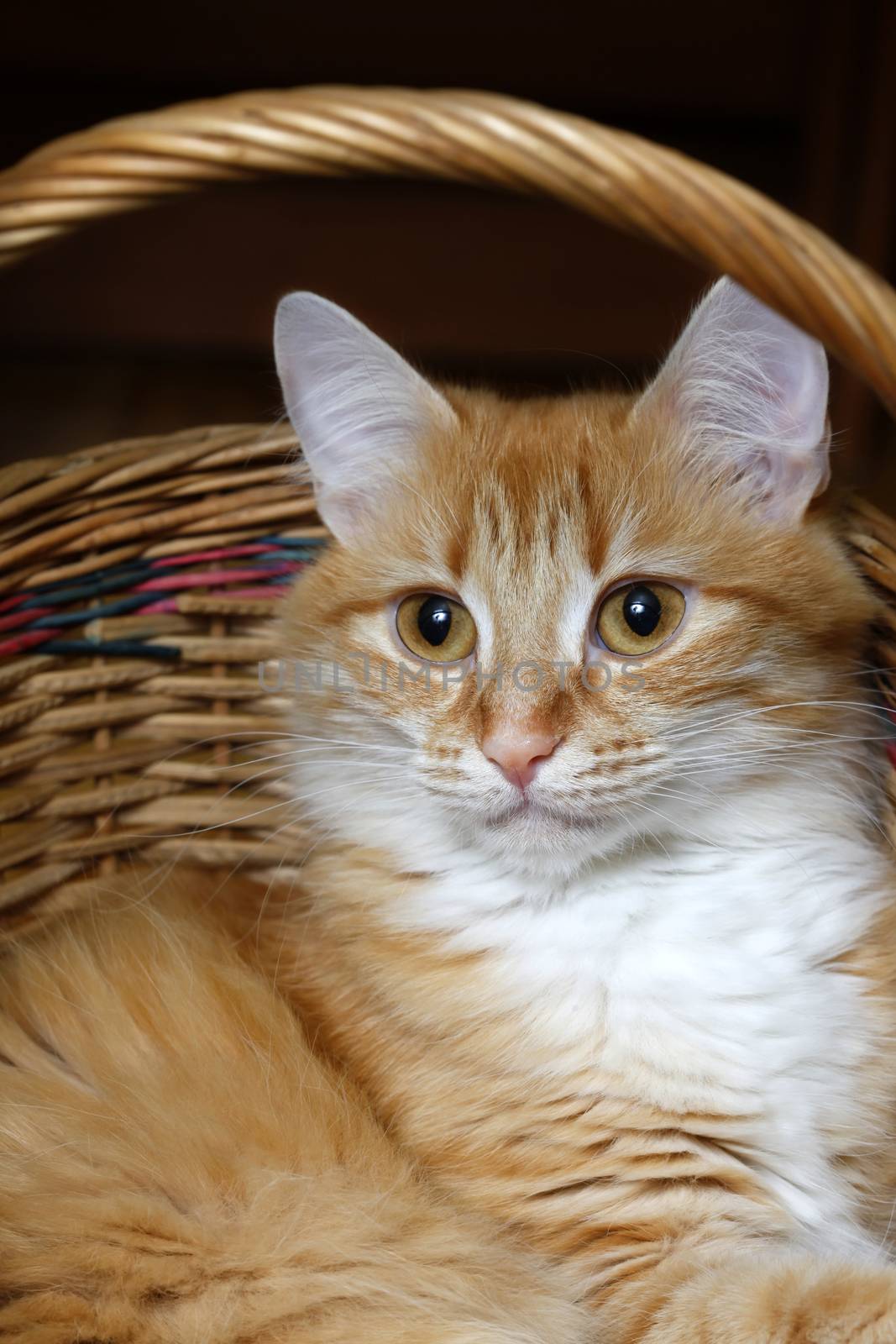 Red cat sitting in a wicker basket by friday