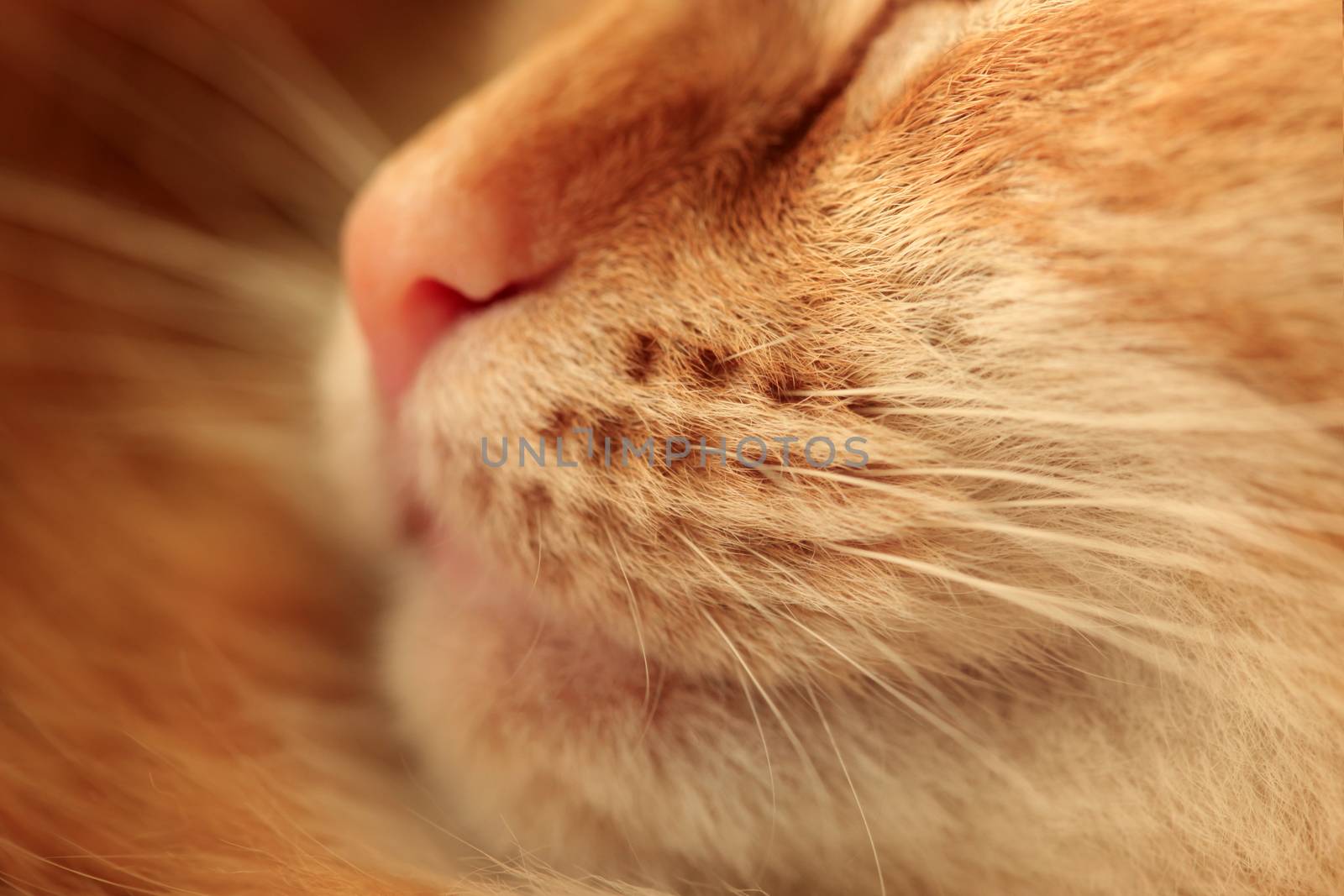 Nose of a ginger cat close up by friday