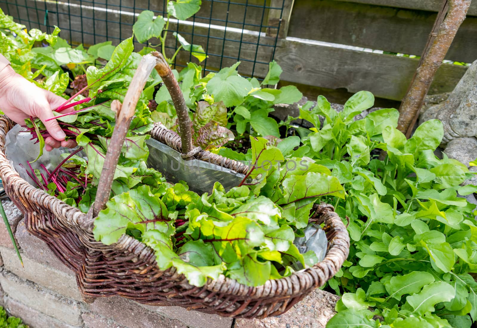 woman busy with harvesting the leaf of red beets in a vegetable garden