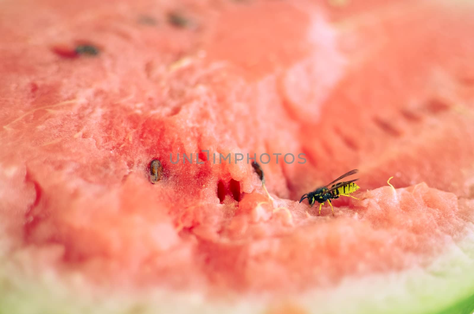 Wasp eats a red cutaway watermelon in nature