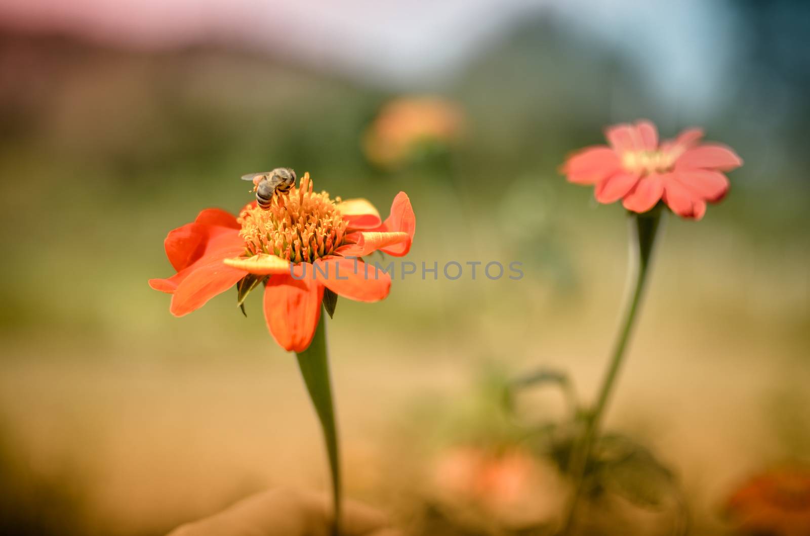 Humblee-bee sitting on a red Dahlia flower in a garden