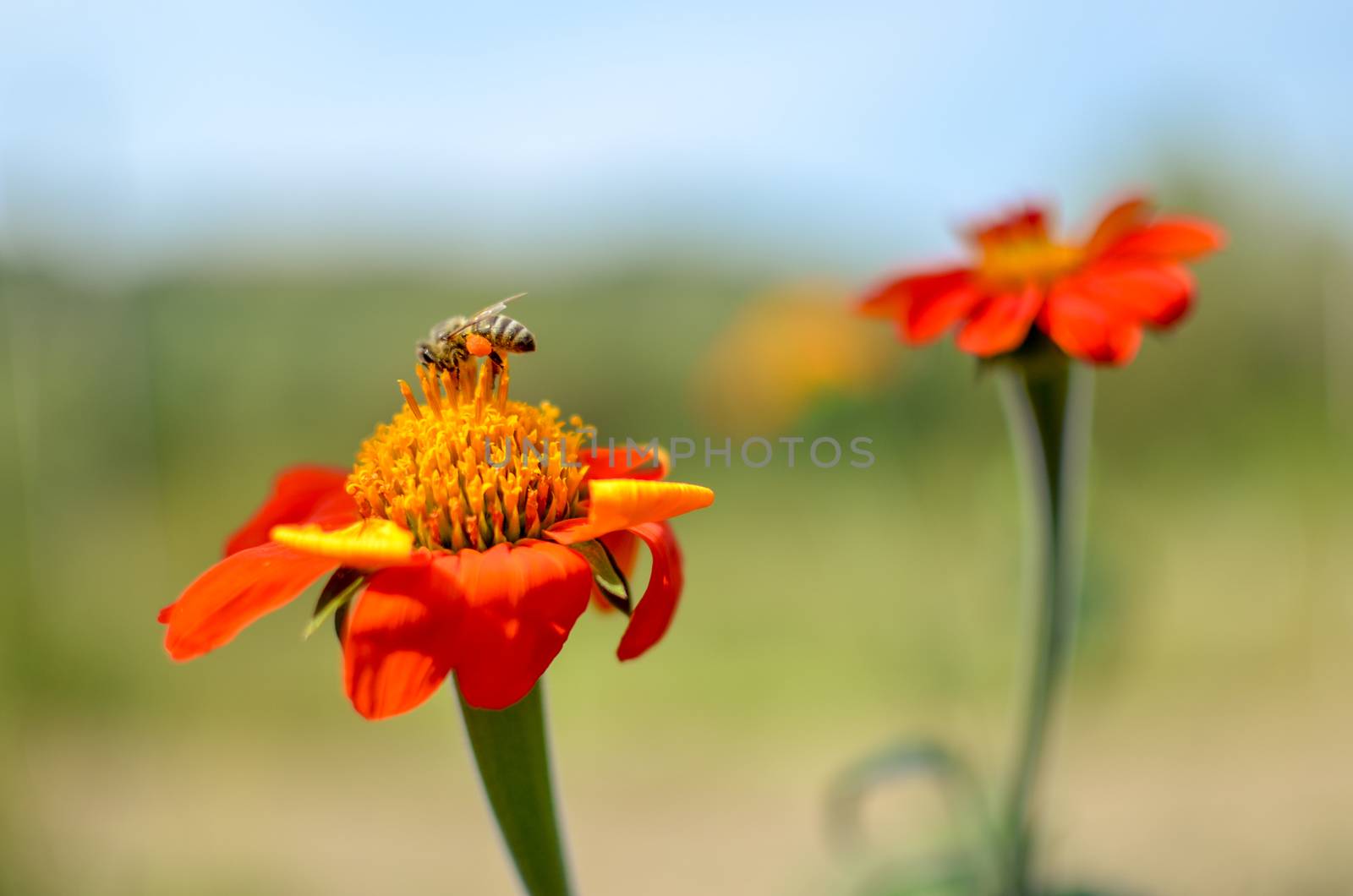 Humblee-bee sitting on a red Dahlia flower in a garden