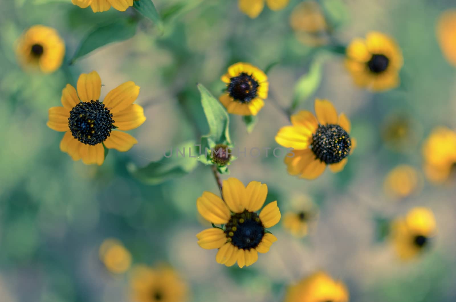 Rudbeckia Hirta L. Toto, Black-Eyed Susan flowers of the Asteraceae family background