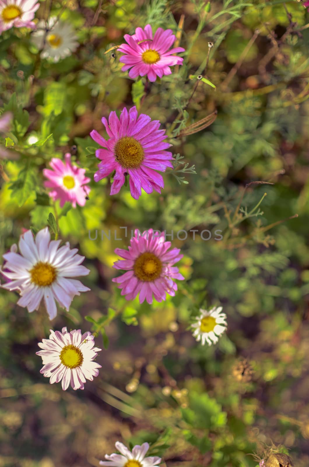 White and pink aster flowers at flowerbed at autumn