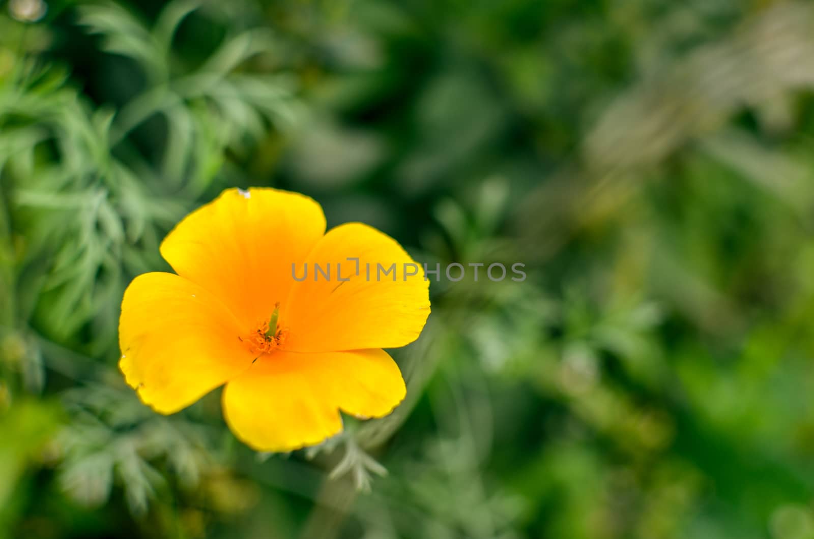 Orange eschscholzia on the green meadow closeup with blured background