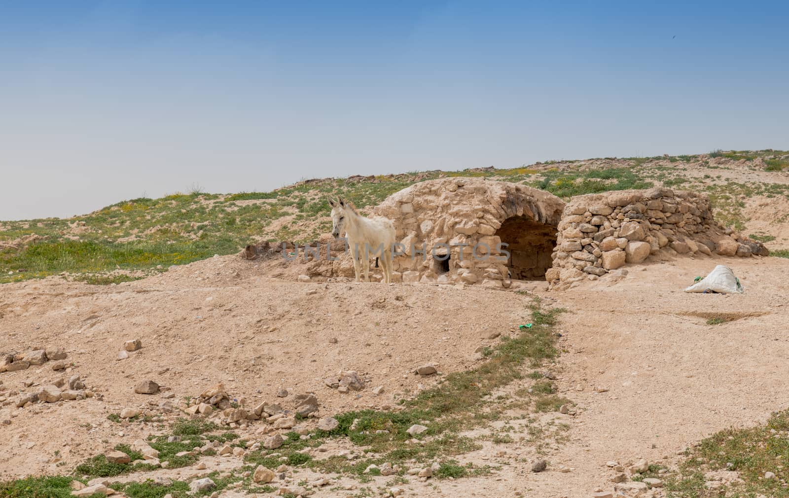 donkey in front of stone built house inhabited by Bedouin