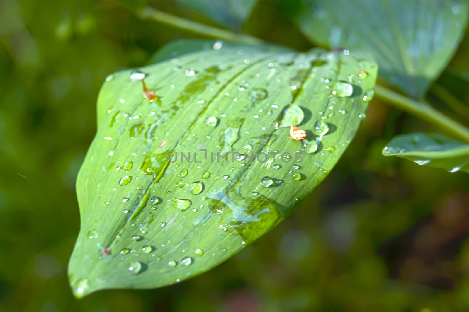 Raindrops by Gostick