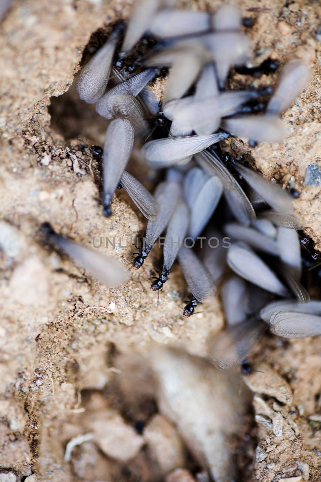 Flies insects with big wings on ground macro background fine art in high quality prints products