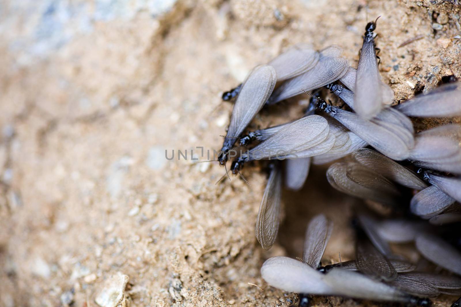 Flies insects with big wings on ground macro background fine art in high quality prints products