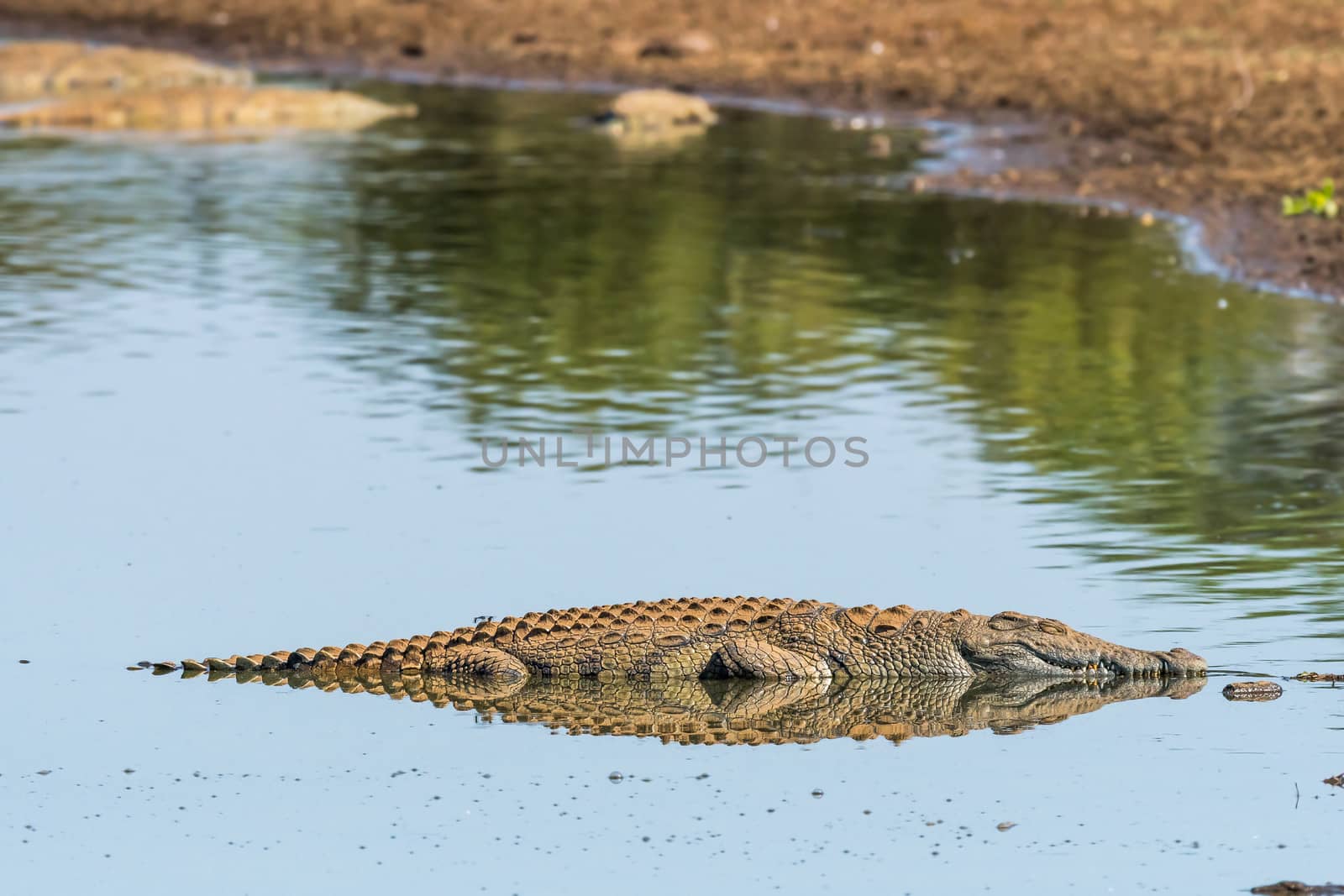 A nile crocodile, with reflection, in a river in the Mpumalanga Province of South Africa