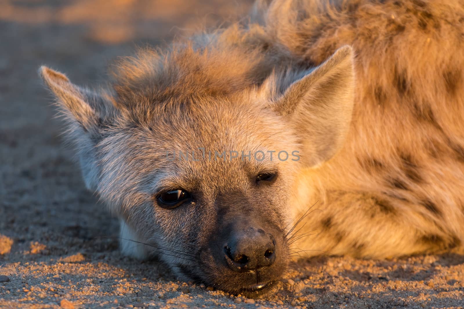 Close-up of the face of a spotted hyena cub at sunrise in the Mpumalanga Province of South Africa