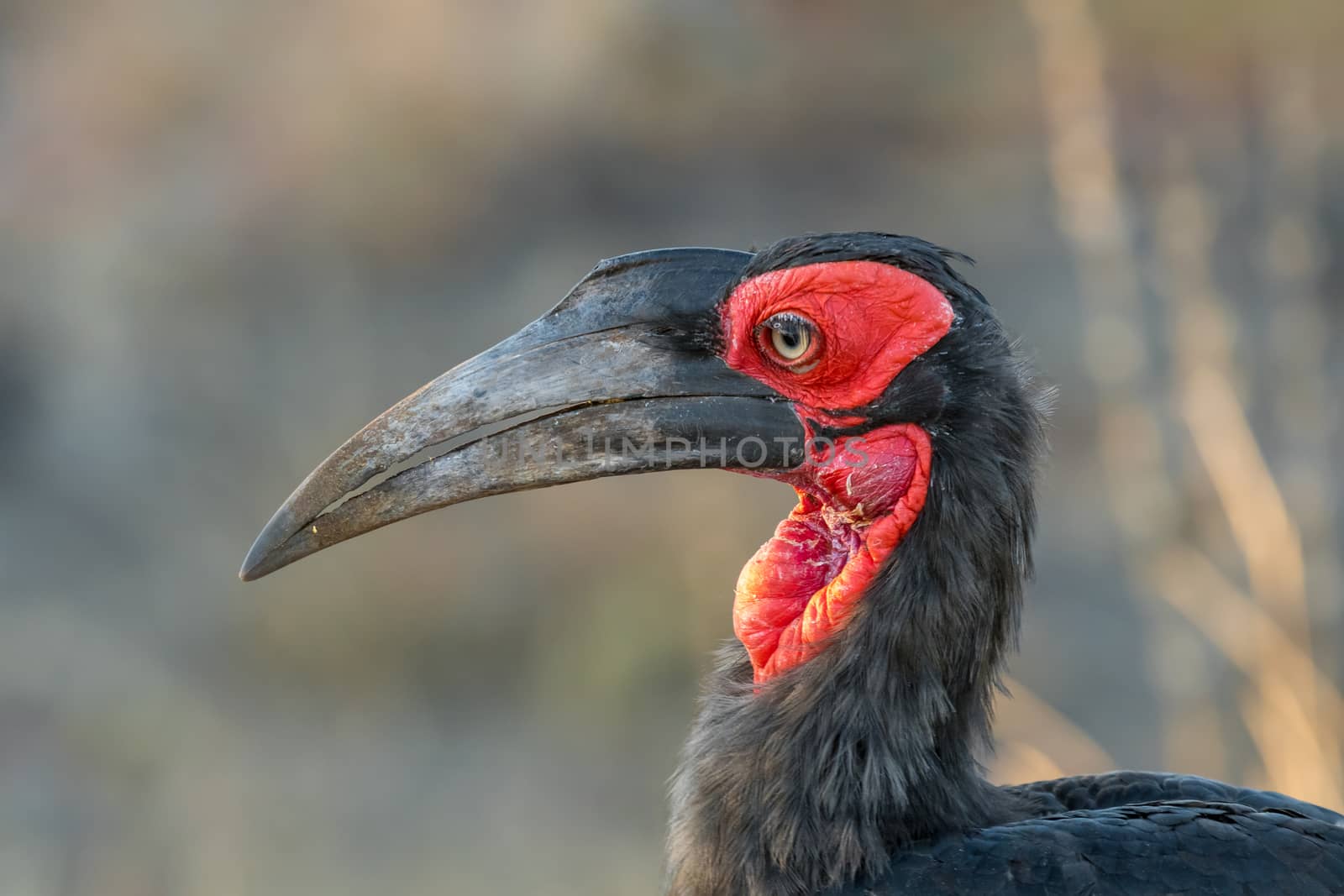 Close-up of a southern ground hornbill, Bucorvus leadbeateri, in the Limpopo Province of South Africa