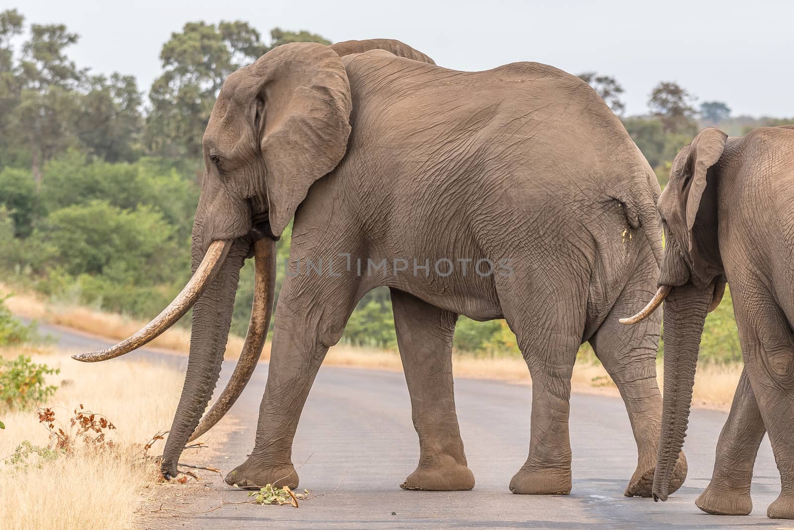 An african elephant  with large tusks crossing a road in the Mpumalanga Province of South Africa