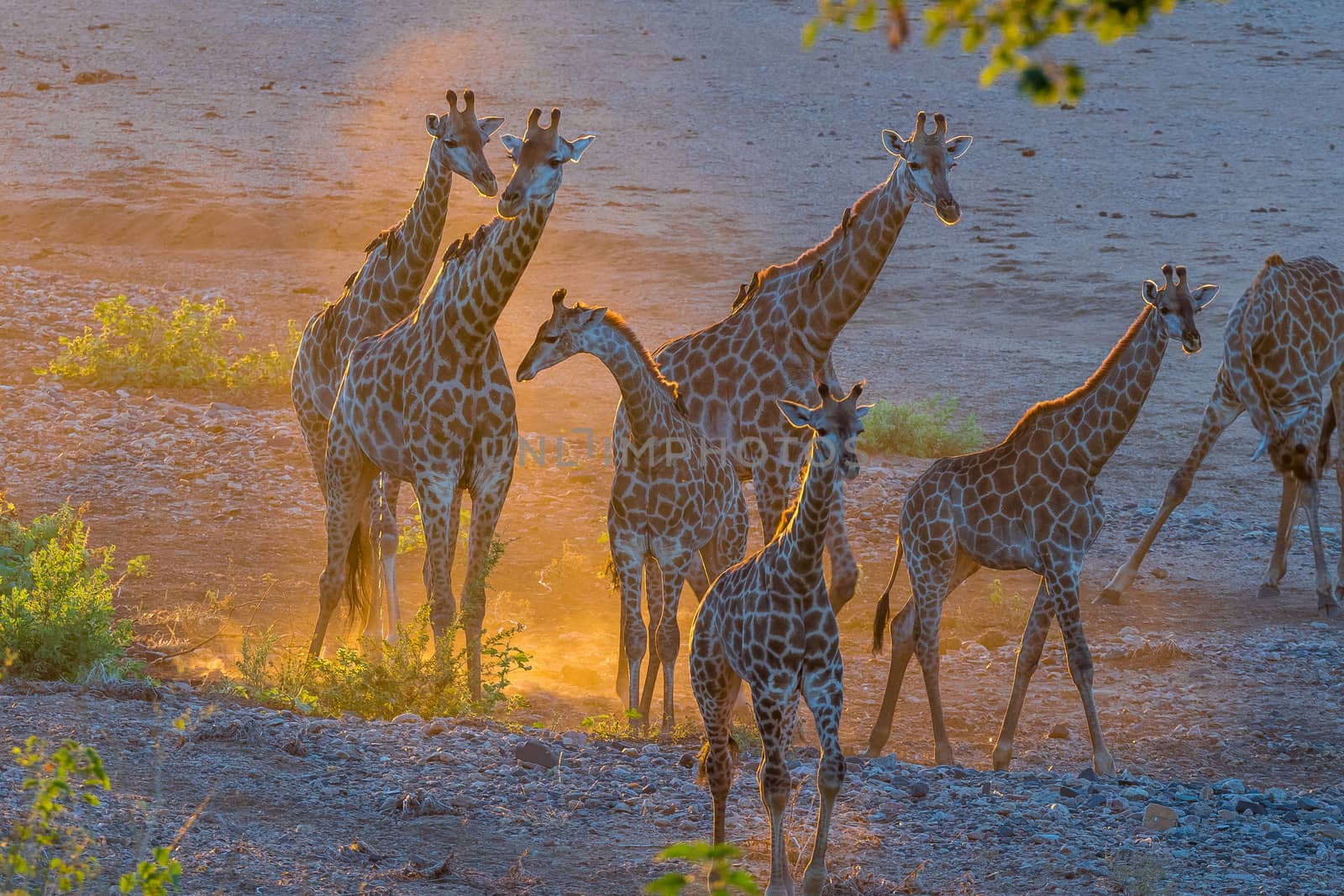 A giraffe herd in the last rays of sunlight in the Mpumalanga Province of South Africa. Oxpeckers are visible