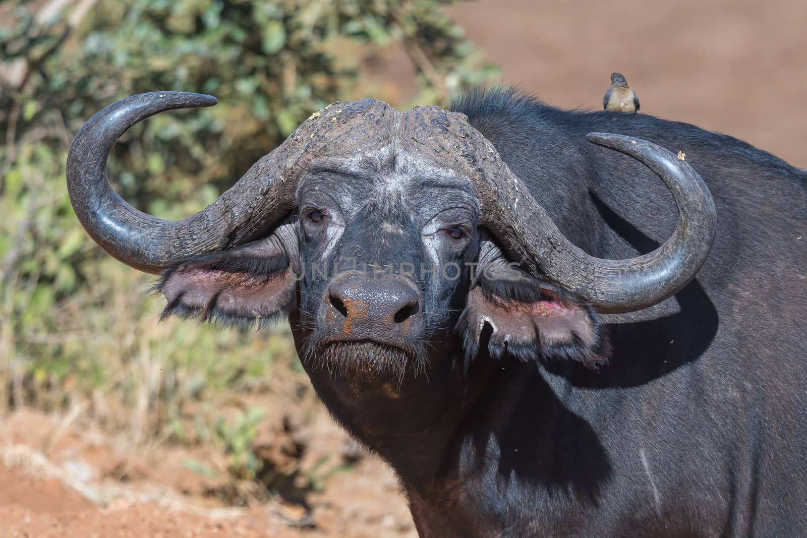 A Cape buffalo, Syncerus caffer, looking at the camera. Mpumalanga Province of South Africa