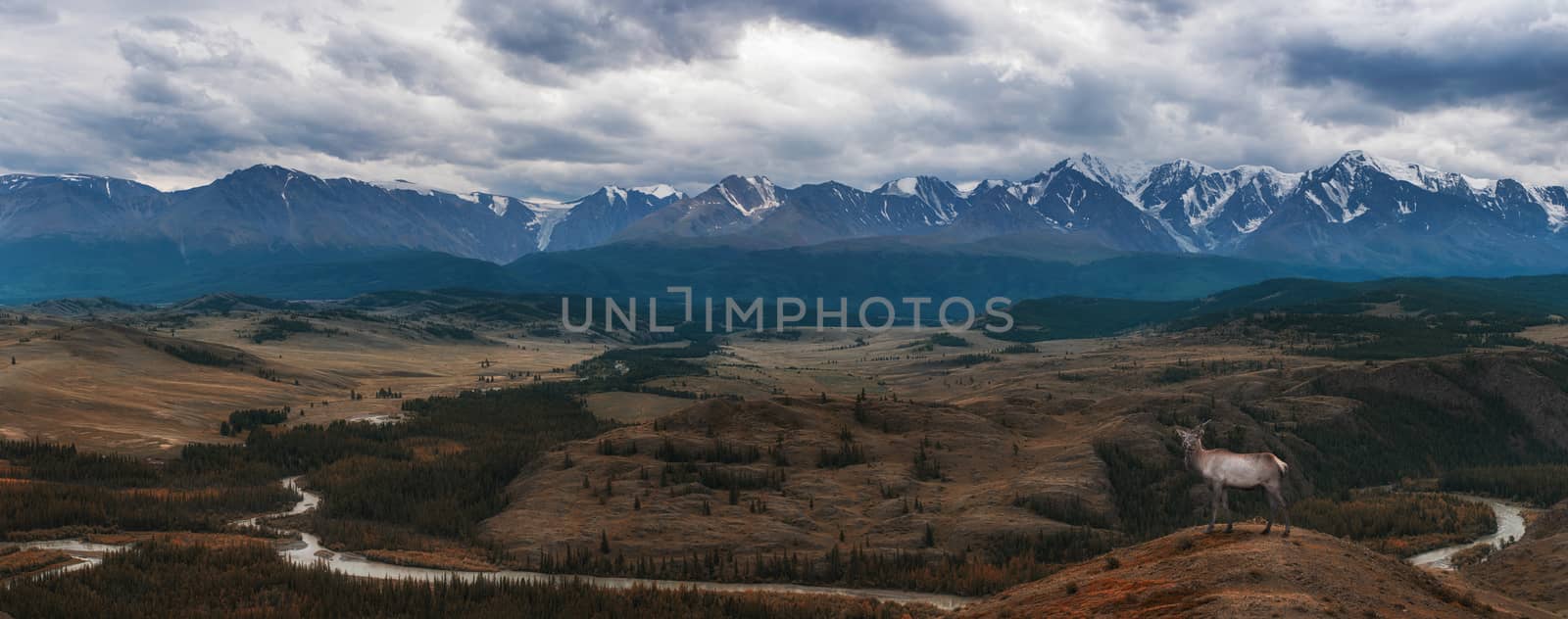 Maral deer in Kurai steppe and North-Chui ridge of Altai mountains, Russia. Cloud day. Panoramic picture