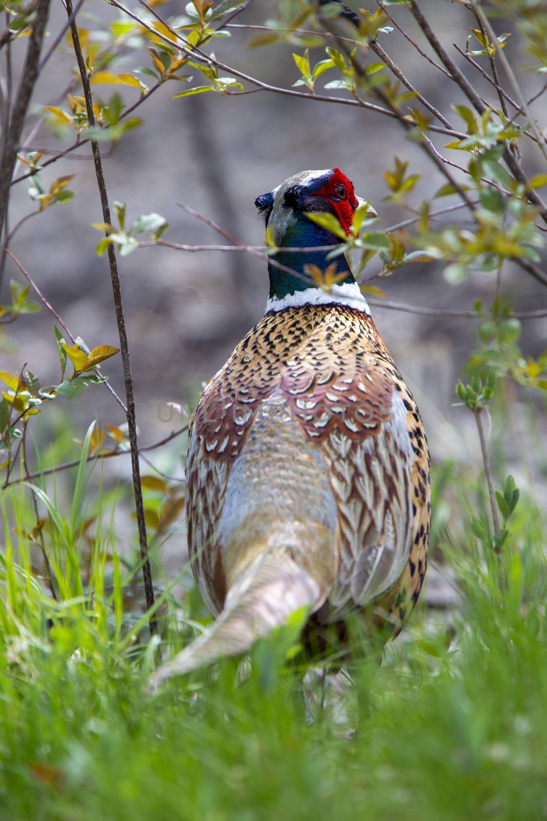 Ring Necked Pheasant by pictureguy