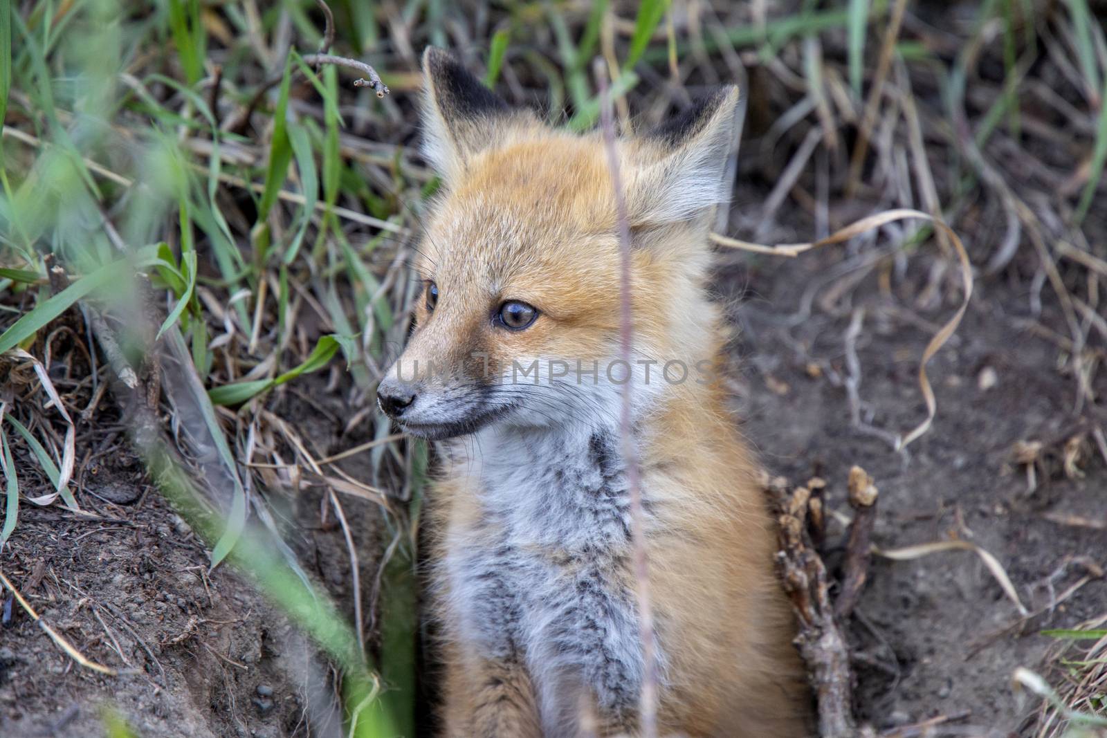 Fox Kits Near Den in Prairie Saskatchewan Canada