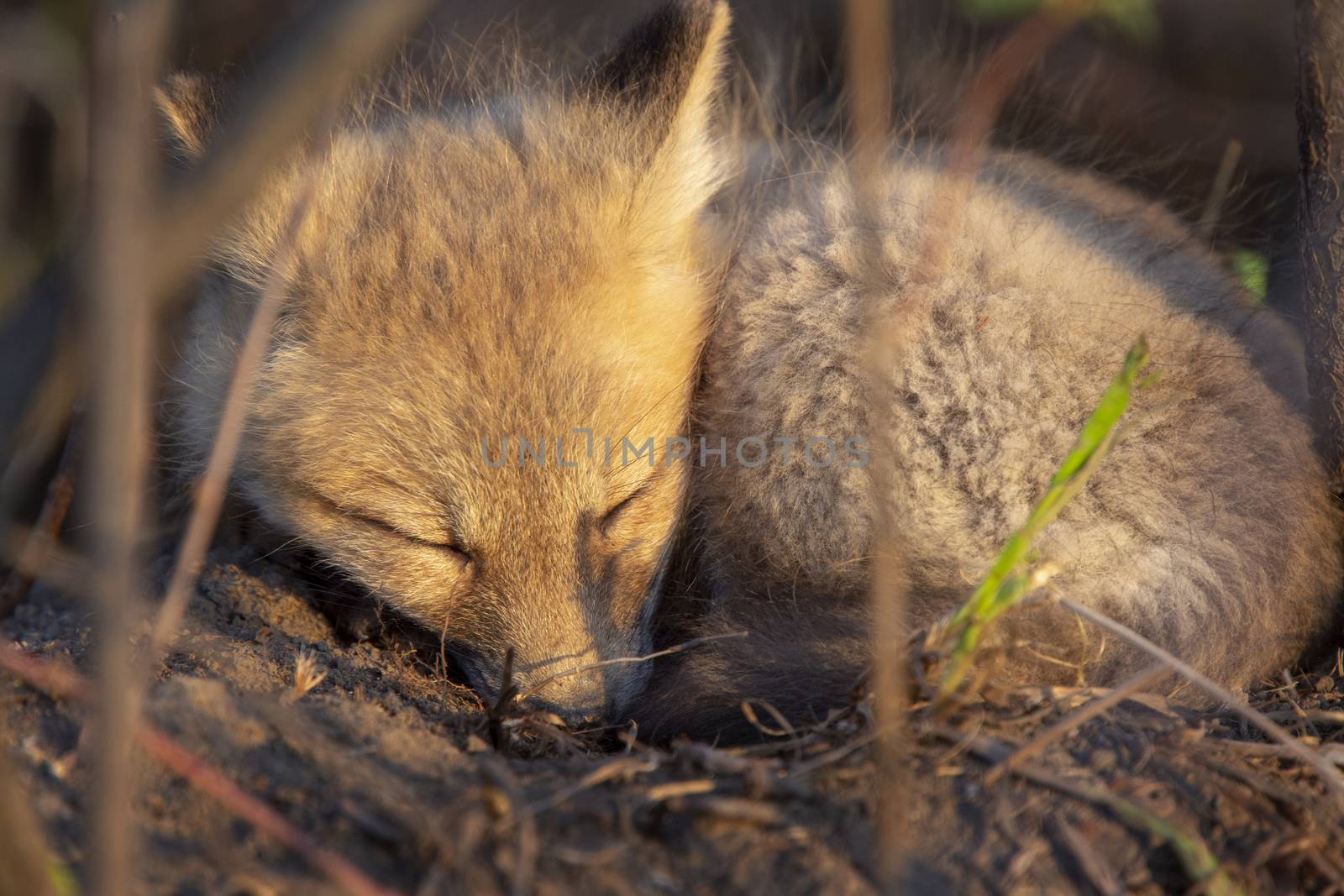 Fox Kits Near Den in Prairie Saskatchewan Canada