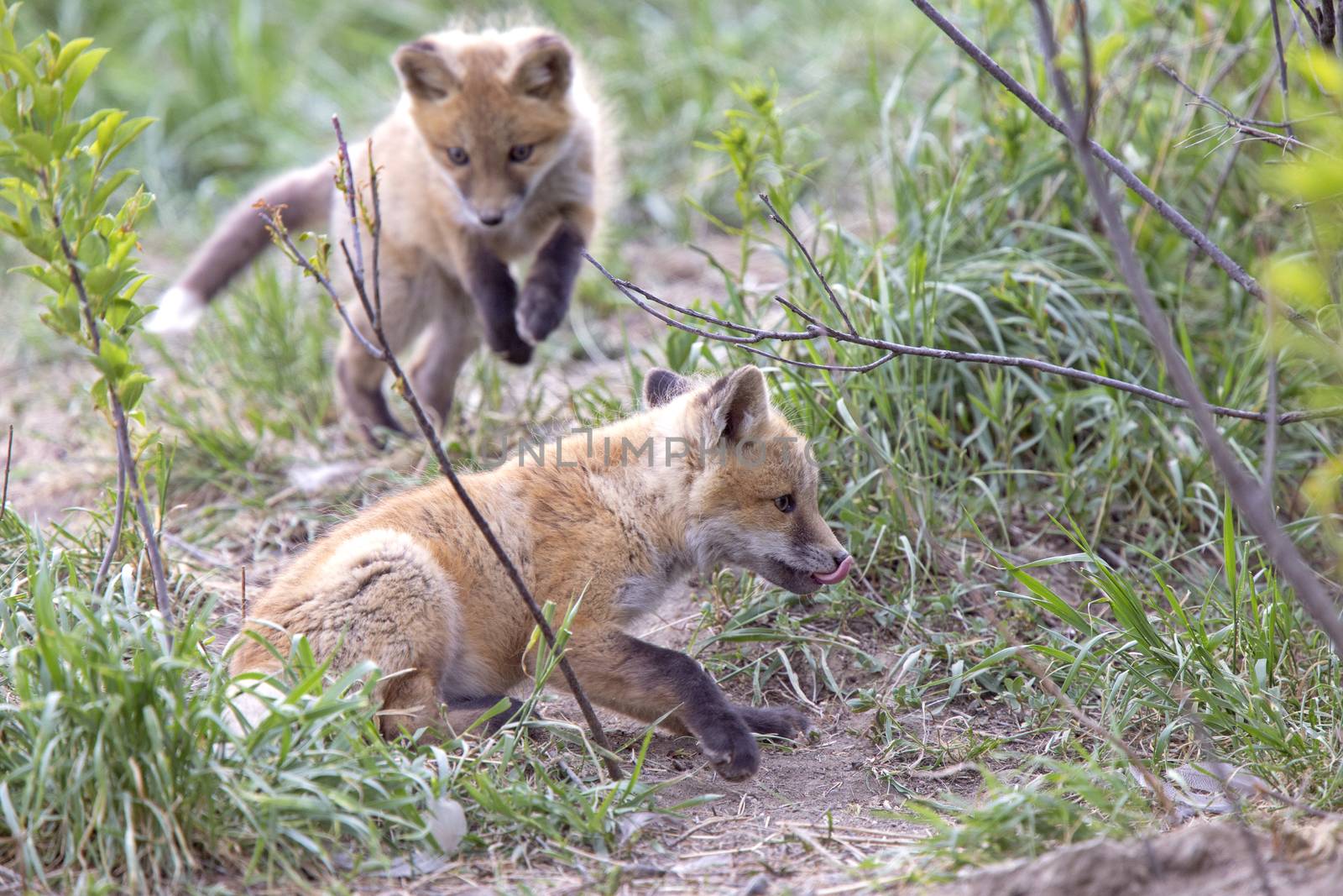 Fox Kits Near Den in Prairie Saskatchewan Canada