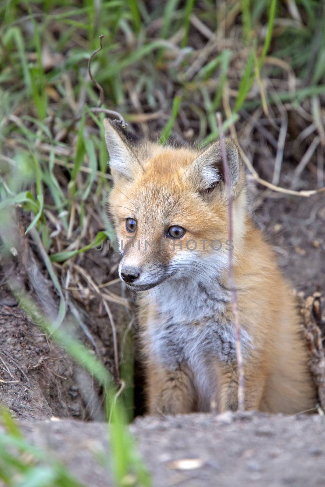 Fox Kits Near Den by pictureguy