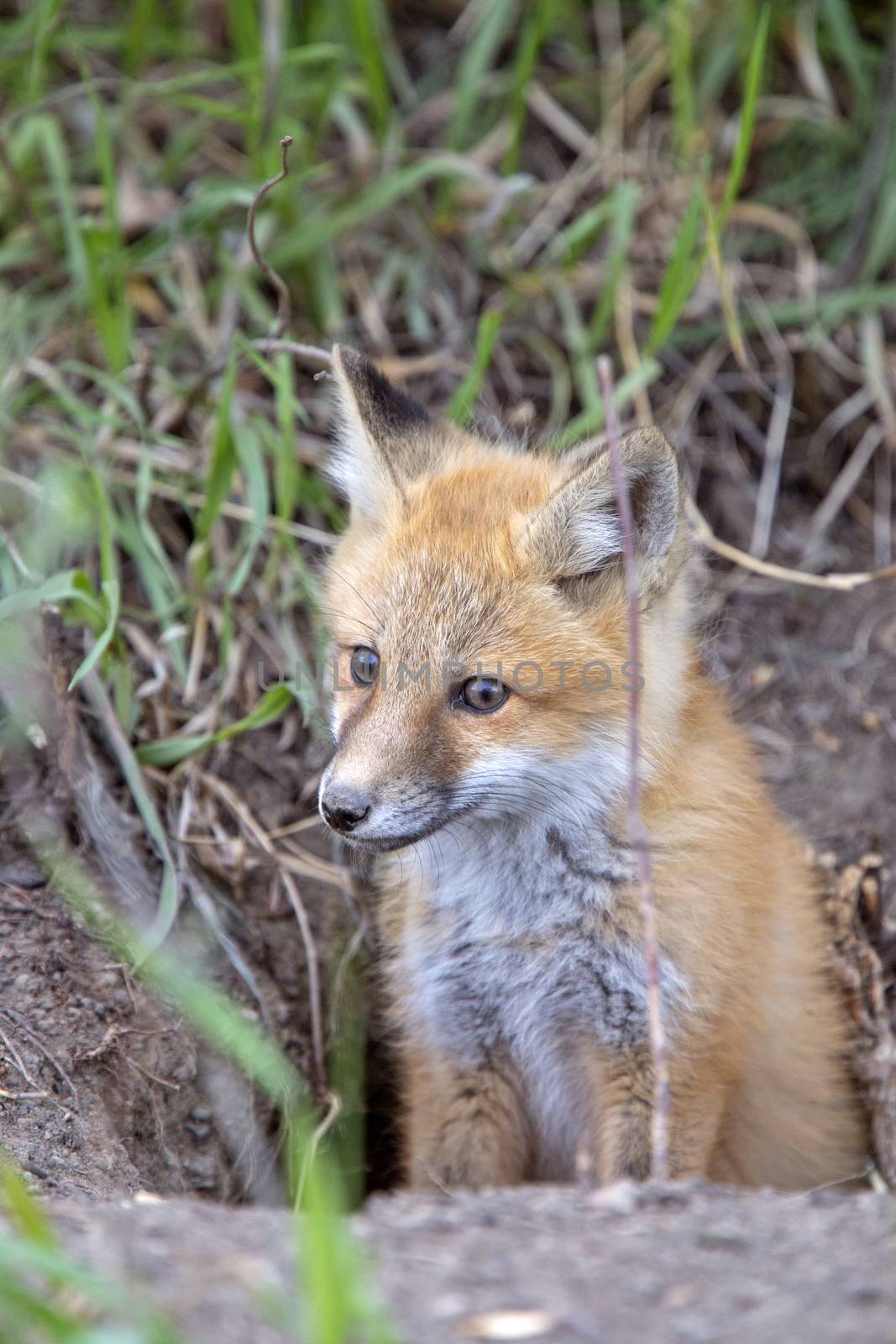 Fox Kits Near Den in Prairie Saskatchewan Canada