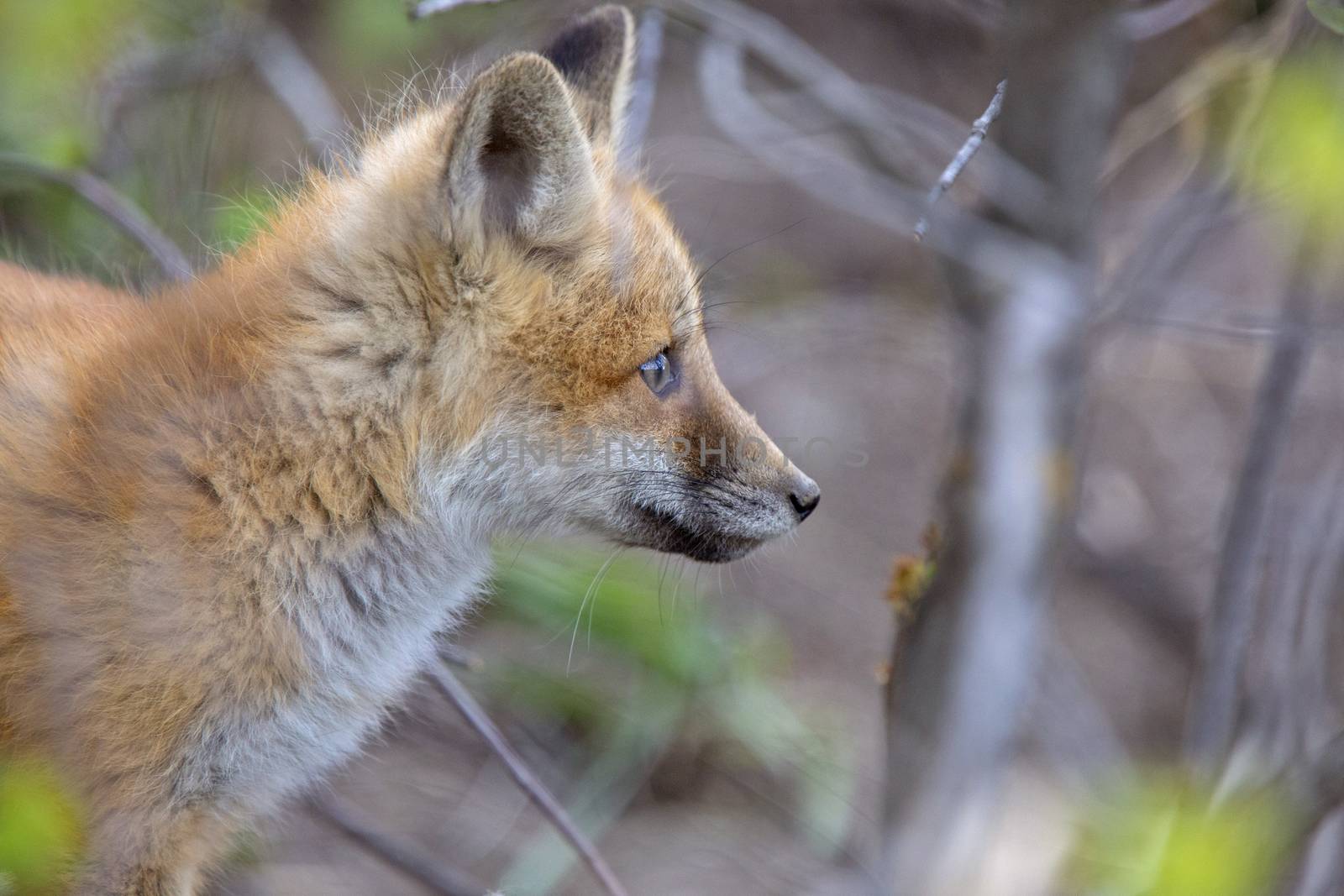 Fox Kits Near Den in Prairie Saskatchewan Canada