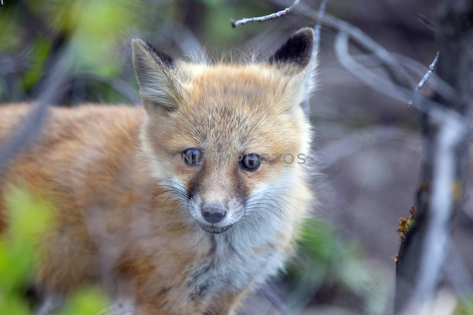 Fox Kits Near Den in Prairie Saskatchewan Canada