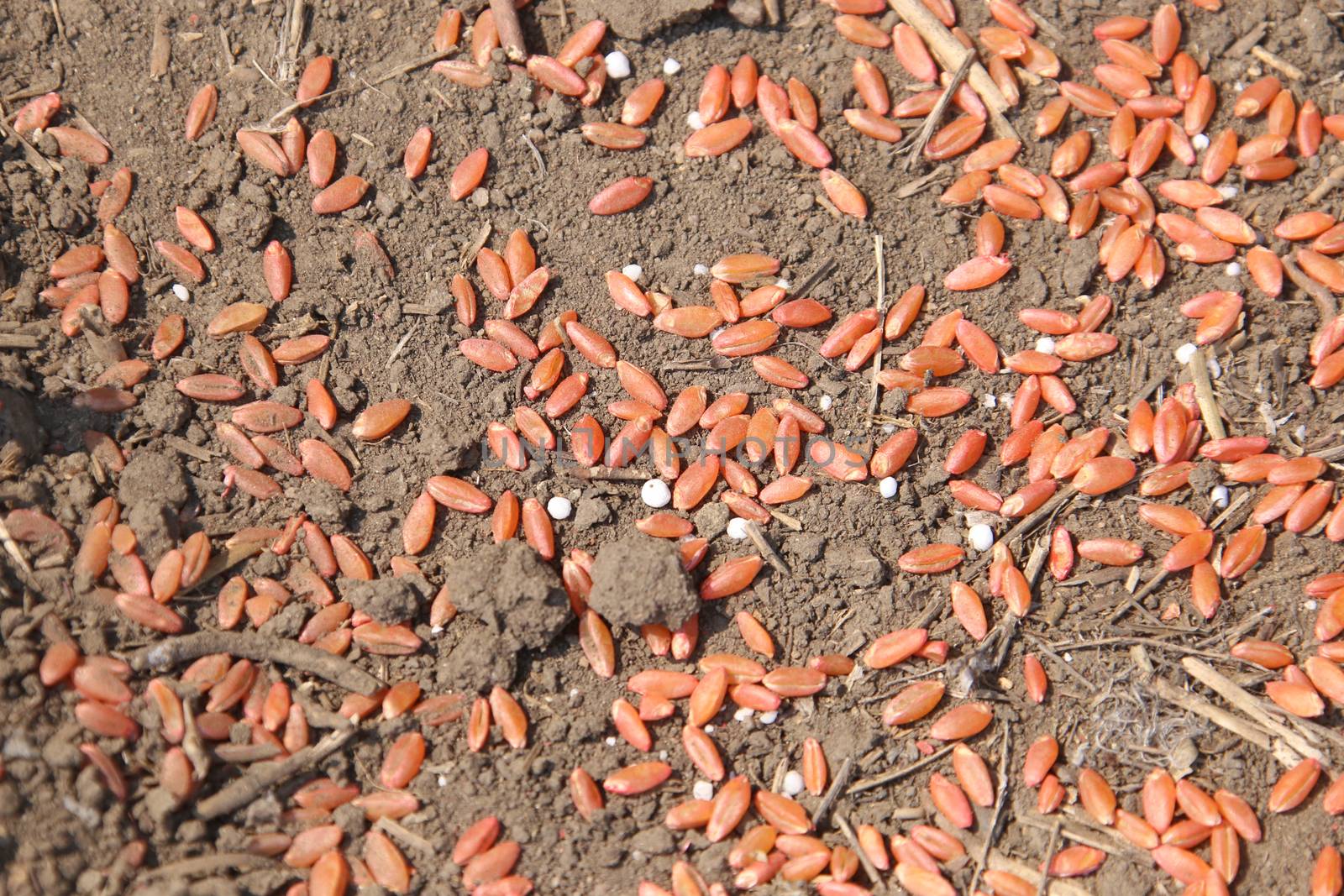 Seeding in Saskatchewan drought conditions Agriculture Durum Wheat
