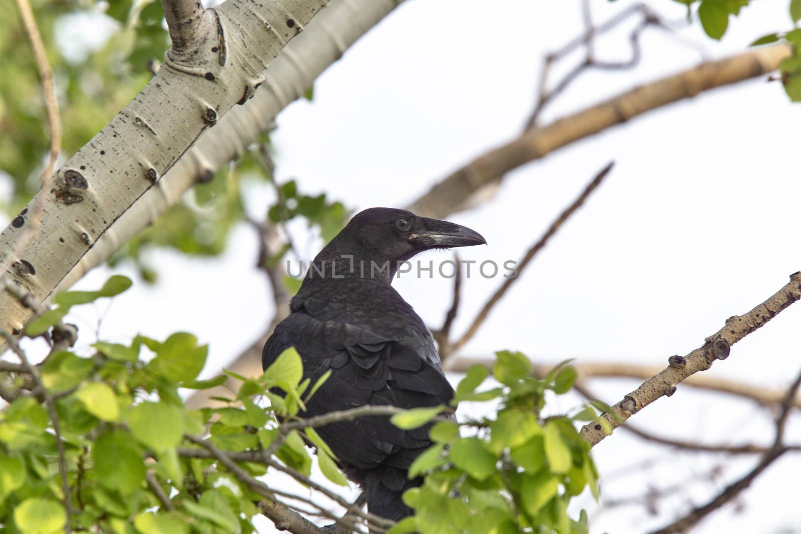 Raven in Tree Blackbird noisy Prairie song bird Saskatchewan
