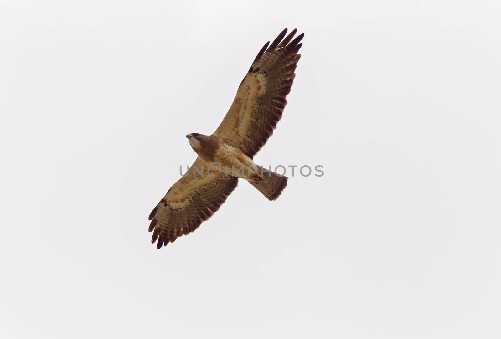Swainsons Hawk Prairie in Saskatchewan Canada in flight