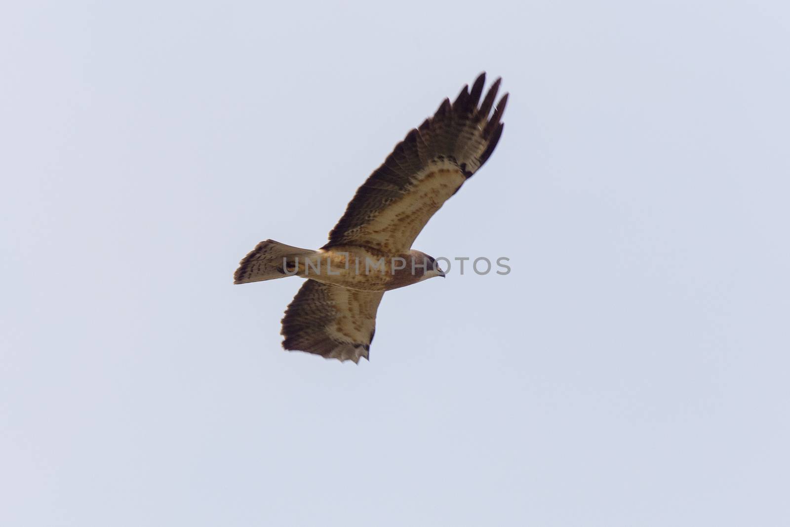 Swainsons Hawk Prairie in Saskatchewan Canada in flight