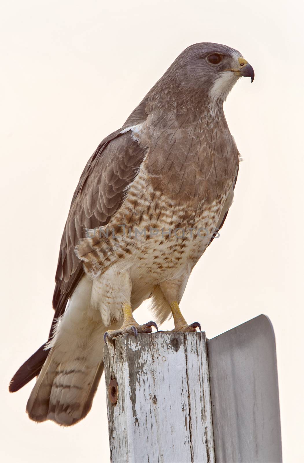 Swainsons Hawk Prairie by pictureguy