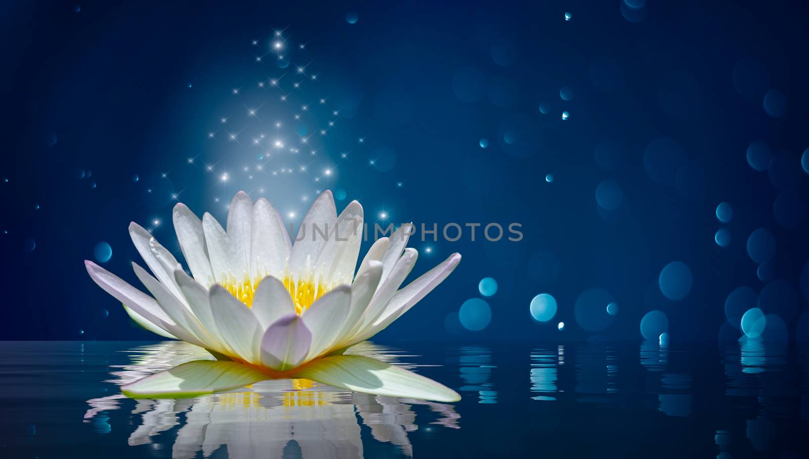 lotus white light purple floating light sparkle background