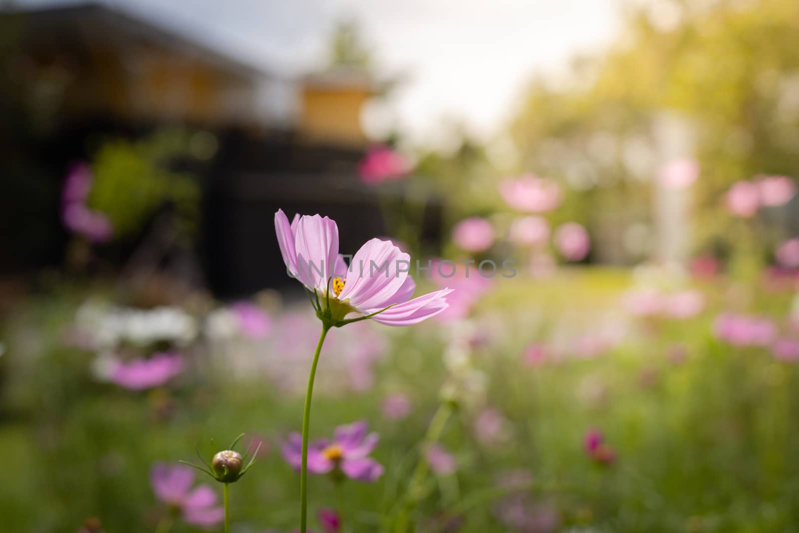 The background image of the colorful flowers, background nature