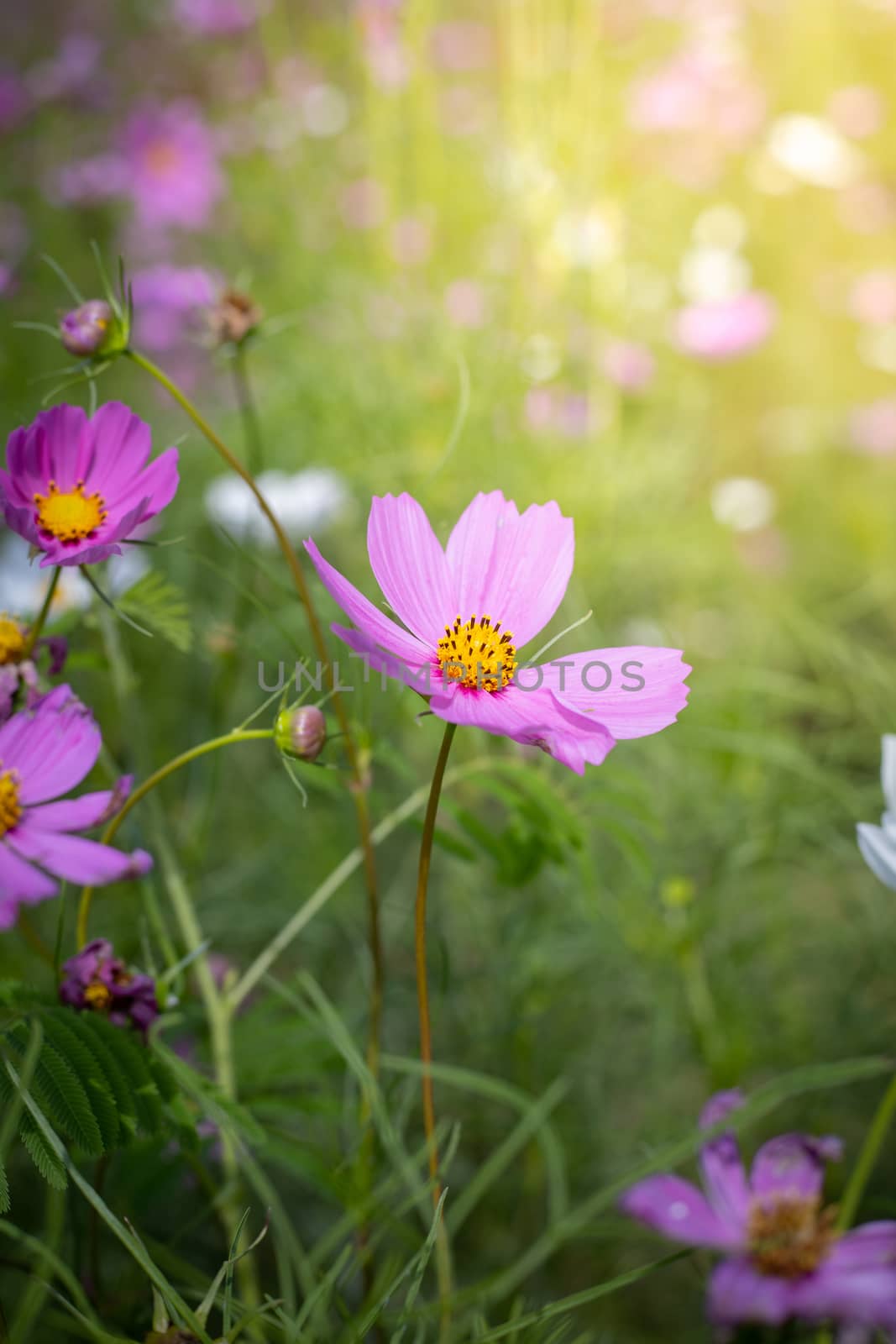 The background image of the colorful flowers by teerawit