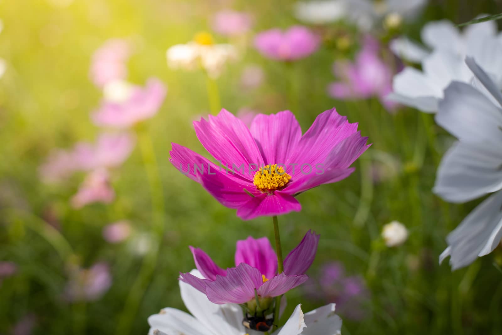 The background image of the colorful flowers, background nature