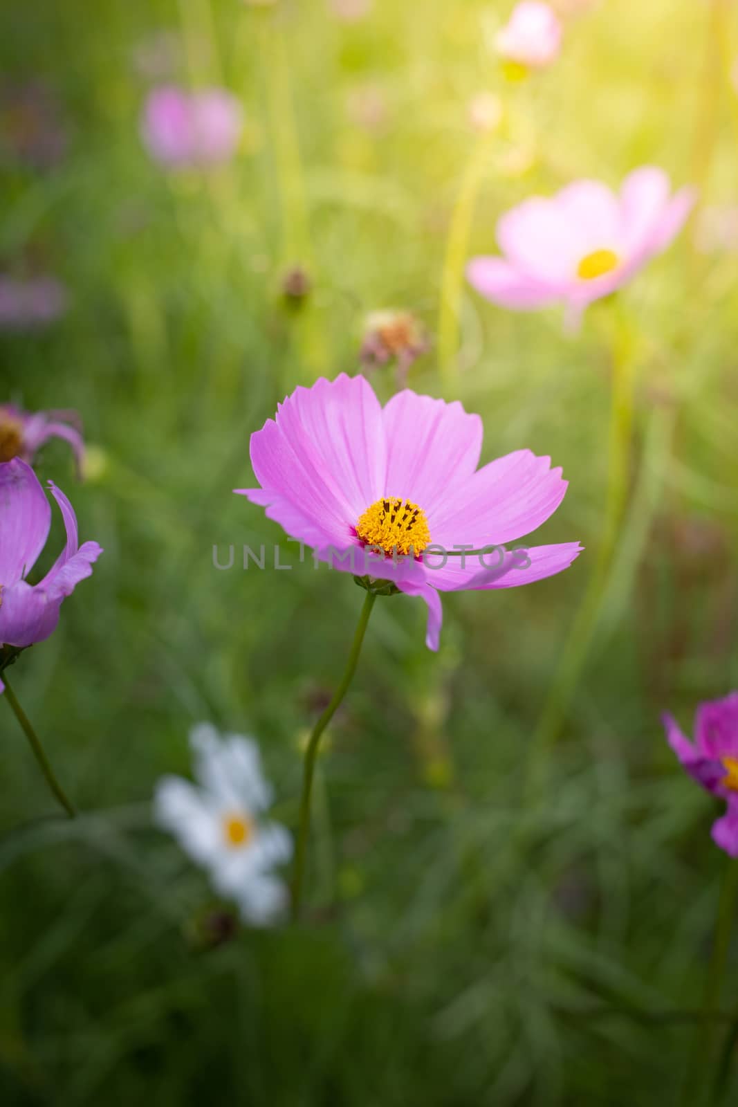 The background image of the colorful flowers, background nature