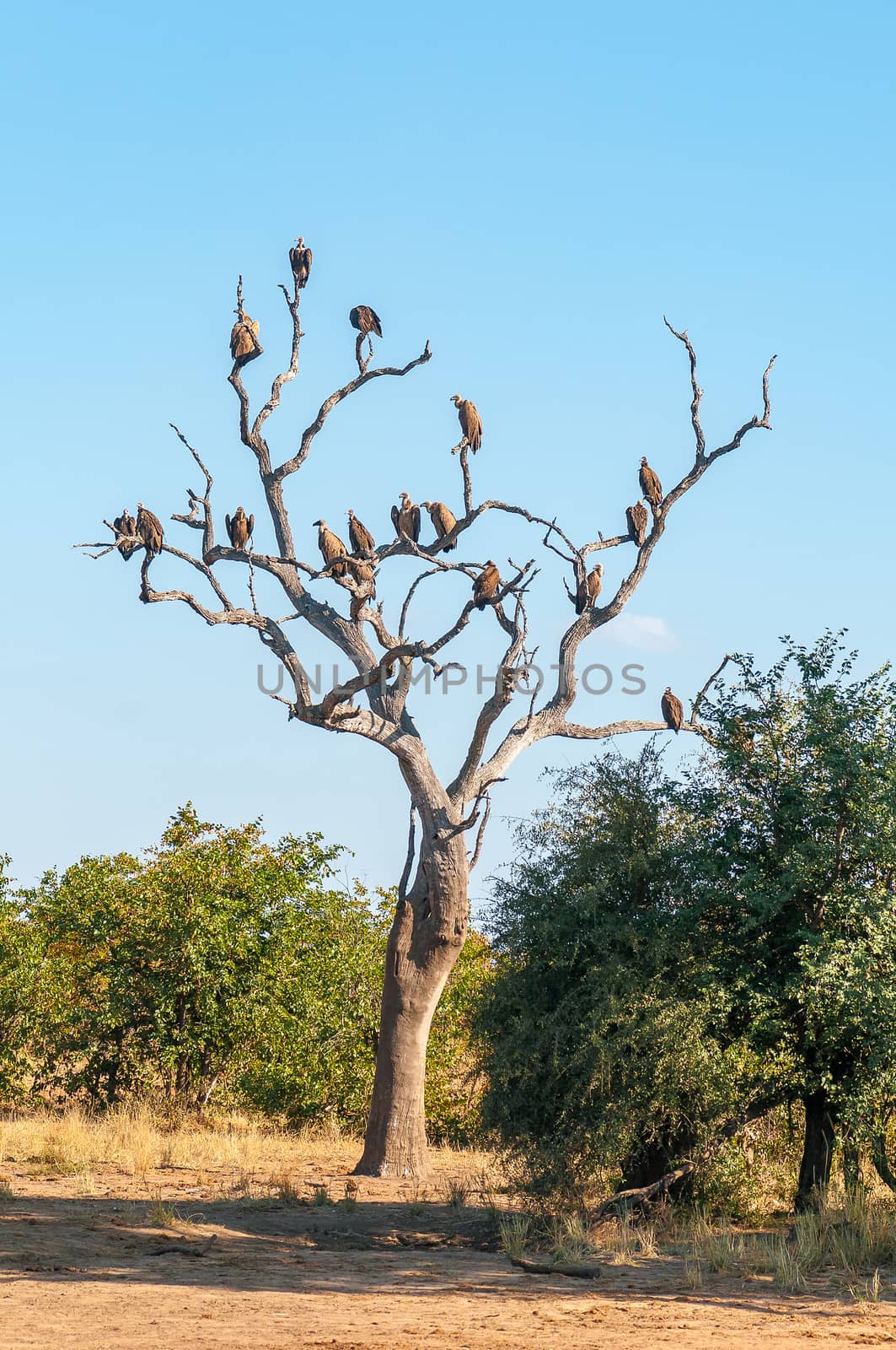Hooded and white-backed vultures on a dead tree in the Limpopo Province of South Africa