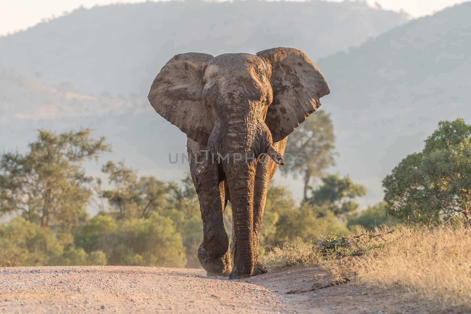 A mud-covered african elephant walking in a road towards the camera in the Mpumalanga Province of South Africa