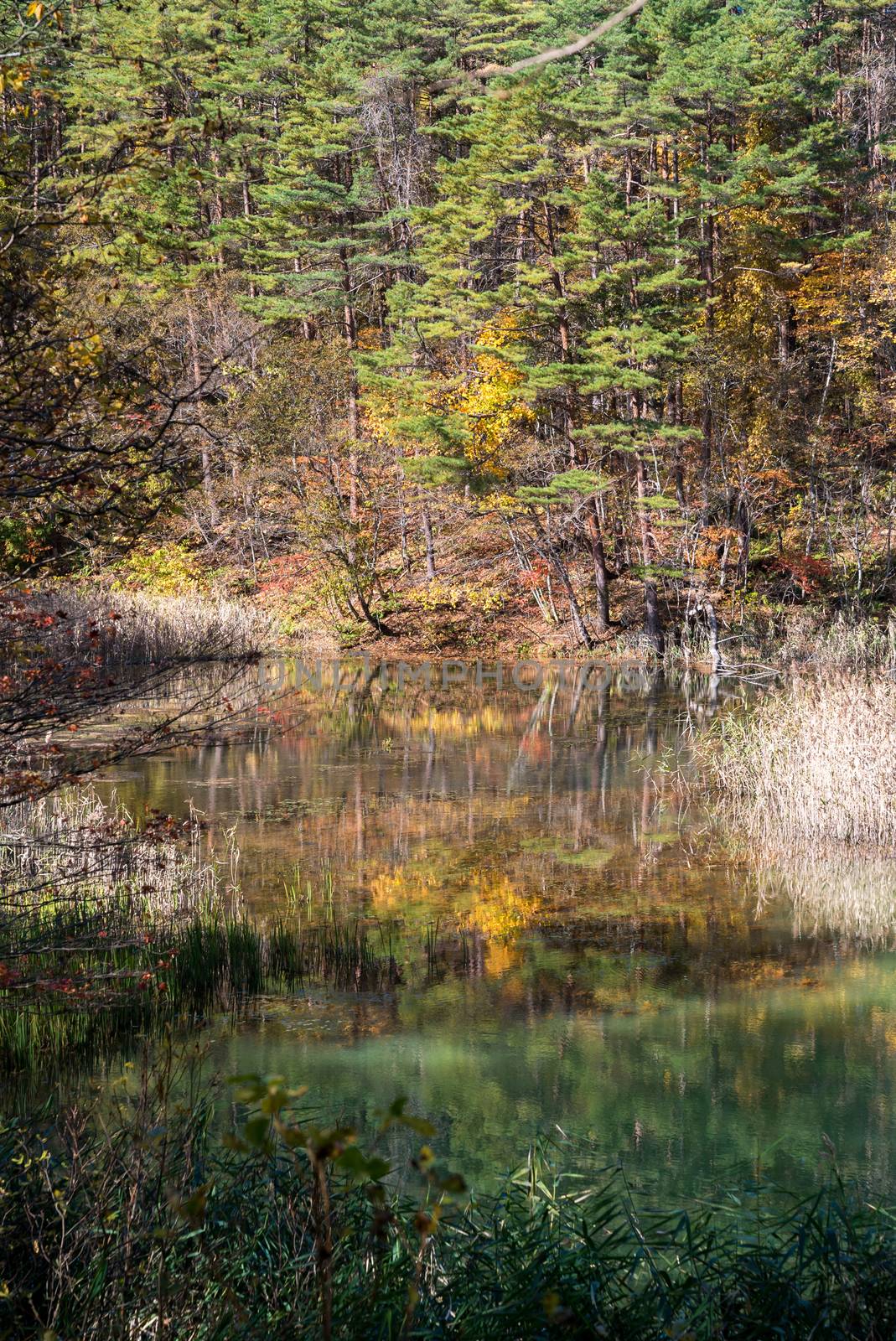 Goshiki-numa Five Colour Pond in Autumn, Urabandai, Fukushima, Japan