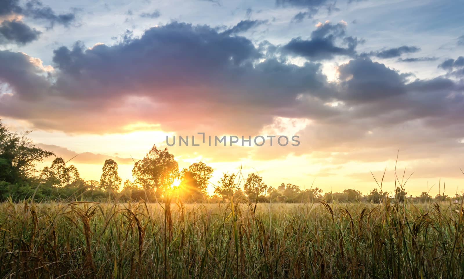 paddy rice fields in the countryside of Thailand at sunset time