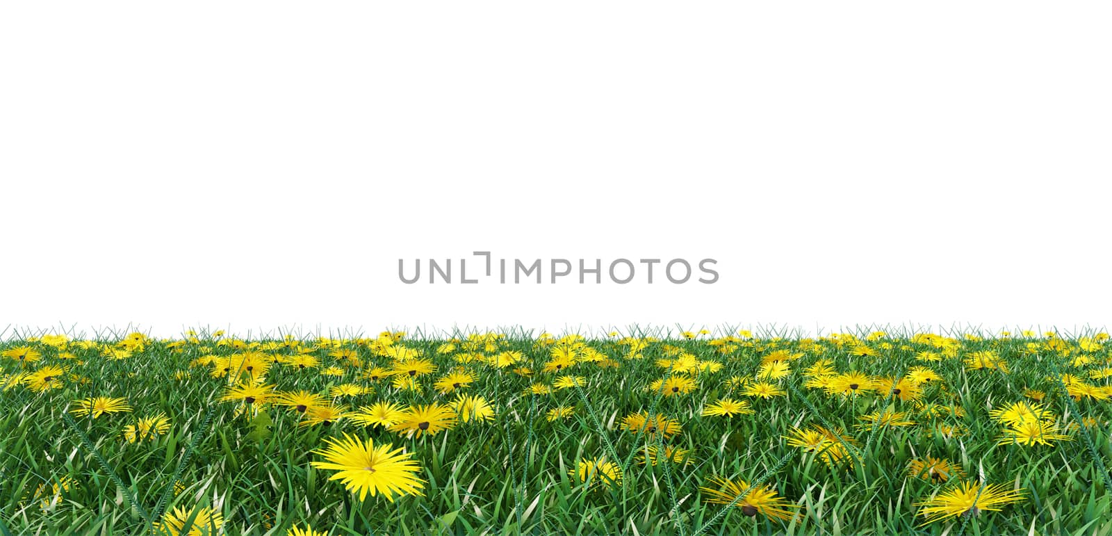 Grass and flowers isolated background. 3D illustration