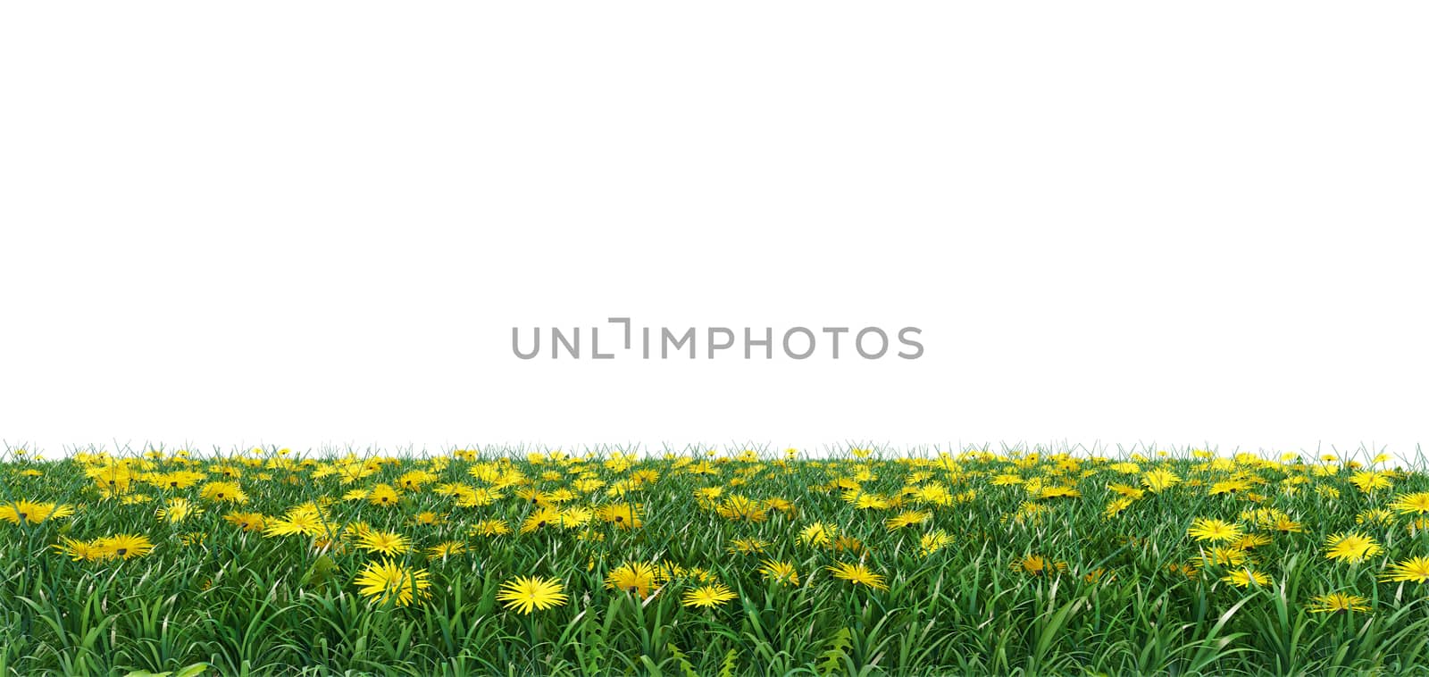 Grass and flowers isolated background. 3D illustration