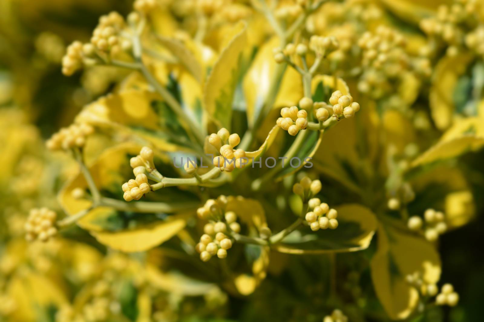 Japanes spindle flower buds - Latin name - Euonymus japonicus