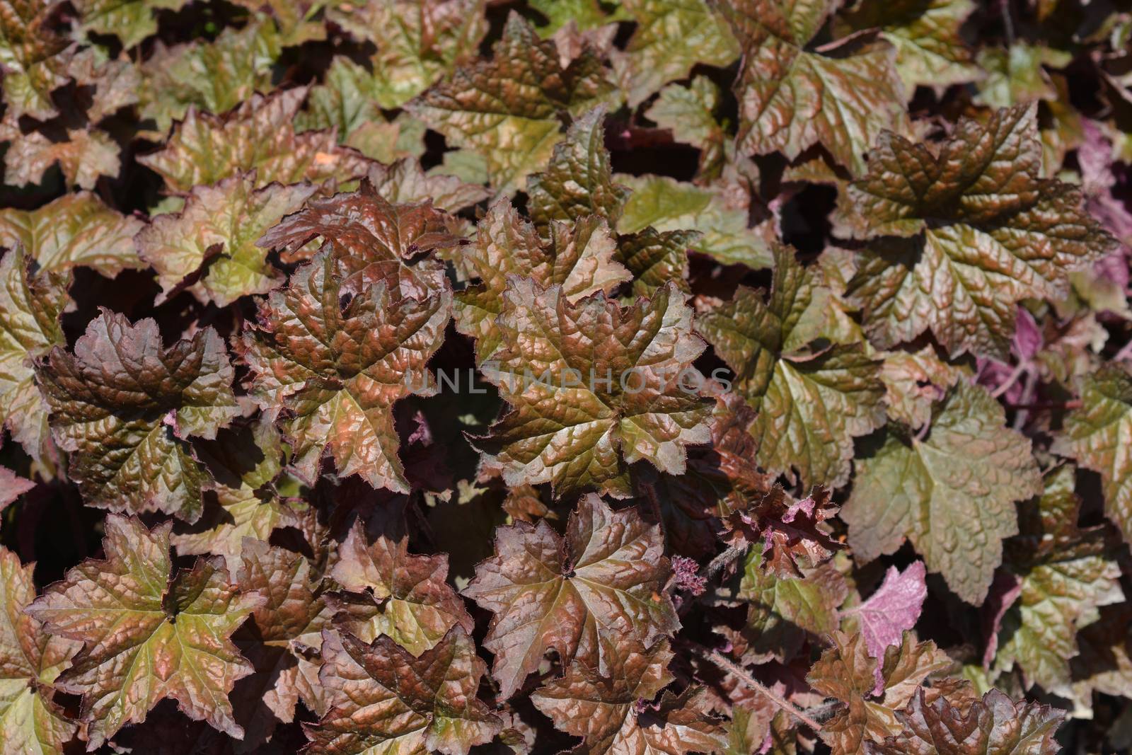 Palace Purple Coral Bells leaves - Latin name - Heuchera americana Palace Purple