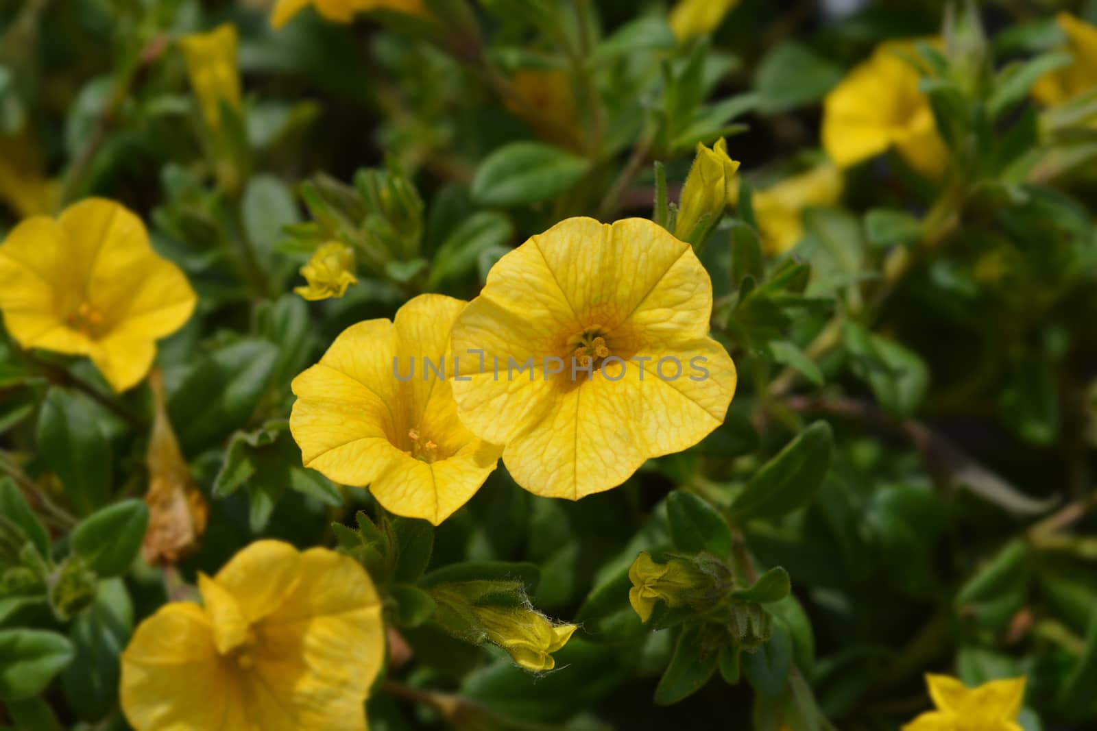 Calibrachoa Calipetite Yellow - Latin name - Calibrachoa hybrida Calipetite