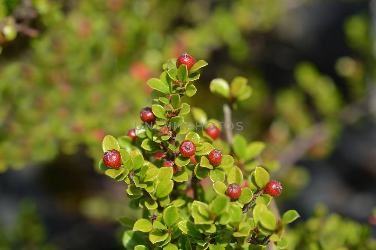 Rock cotoneaster - Latin name - Cotoneaster horizontalis