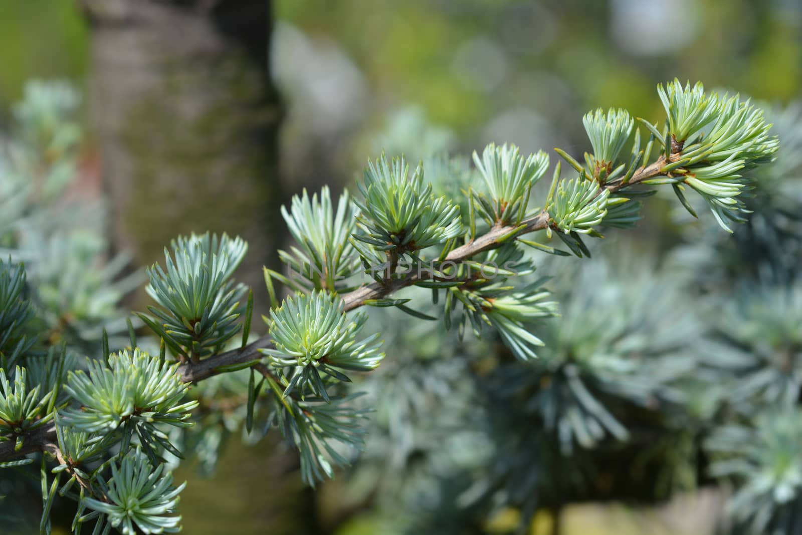 Atlas cedar PonPon - Latin name - Cedrus atlantica Glauca